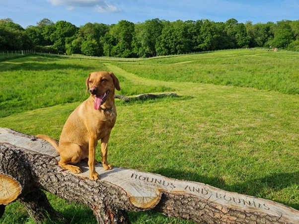 A dog running off-lead in a secure Hounds & Bounds field
