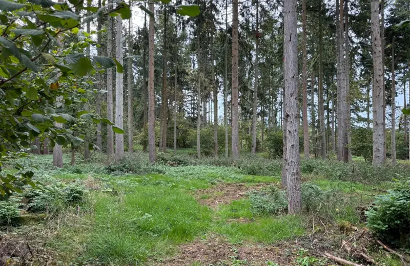 Farleigh Forest, Farleigh Wallop, RG23 7LW